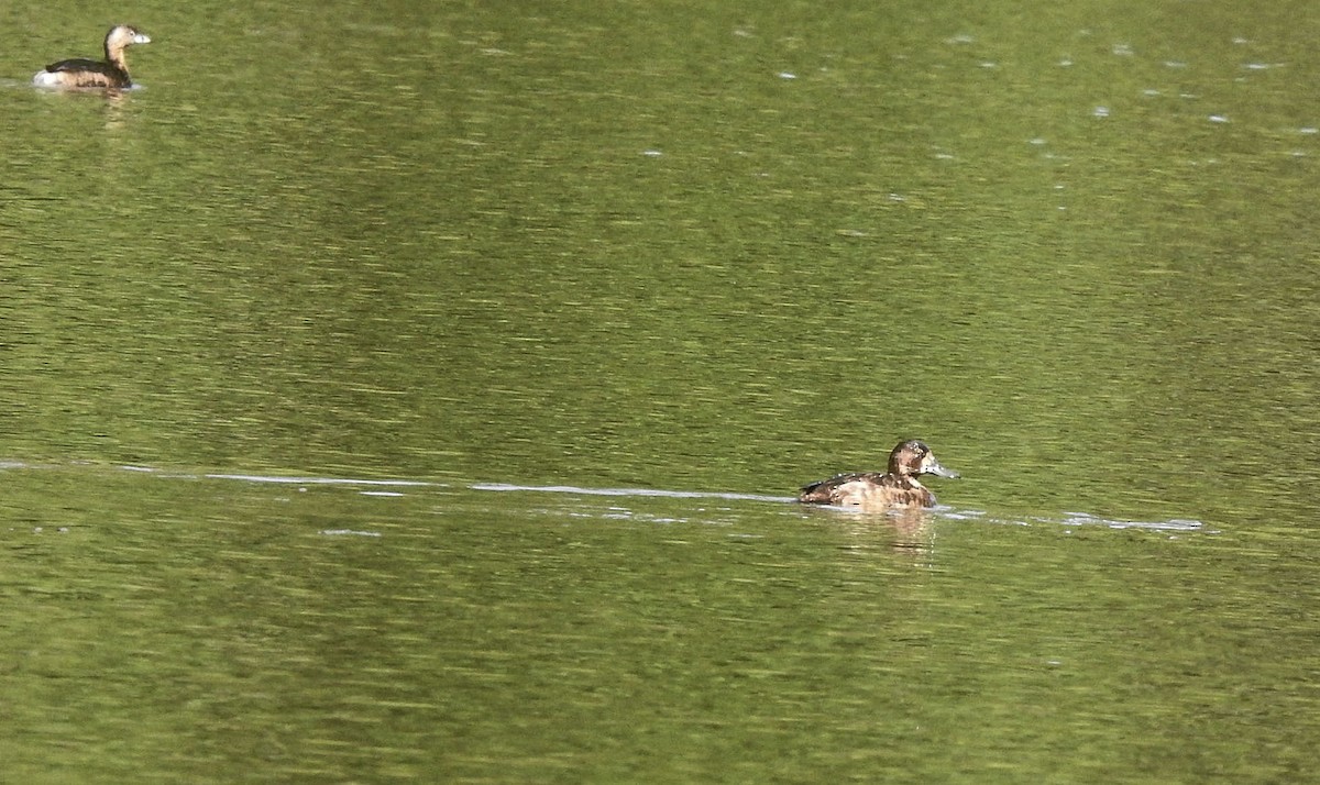 Greater Scaup - ML616515475
