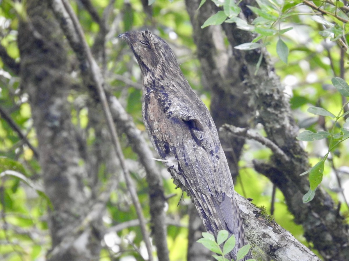 Common Potoo - ML616515498