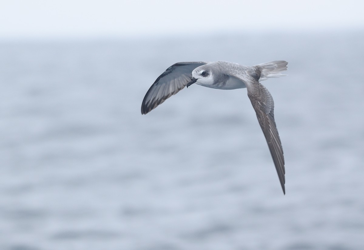 Masatierra Petrel - Pablo Gutiérrez Maier