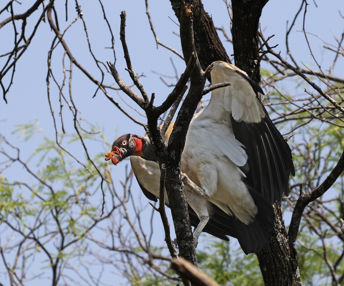 King Vulture - ML616515589