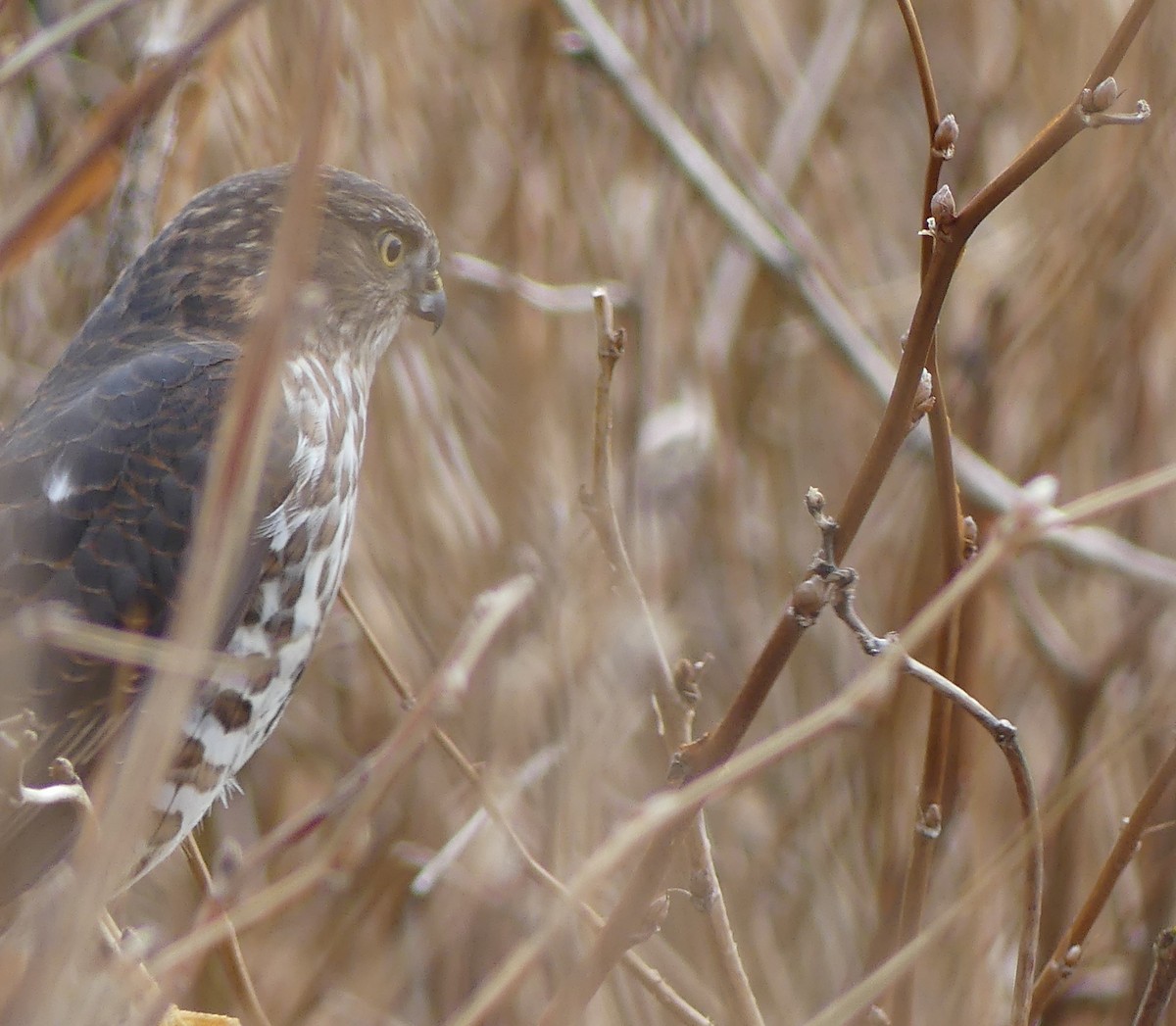 Sharp-shinned Hawk - ML616515594