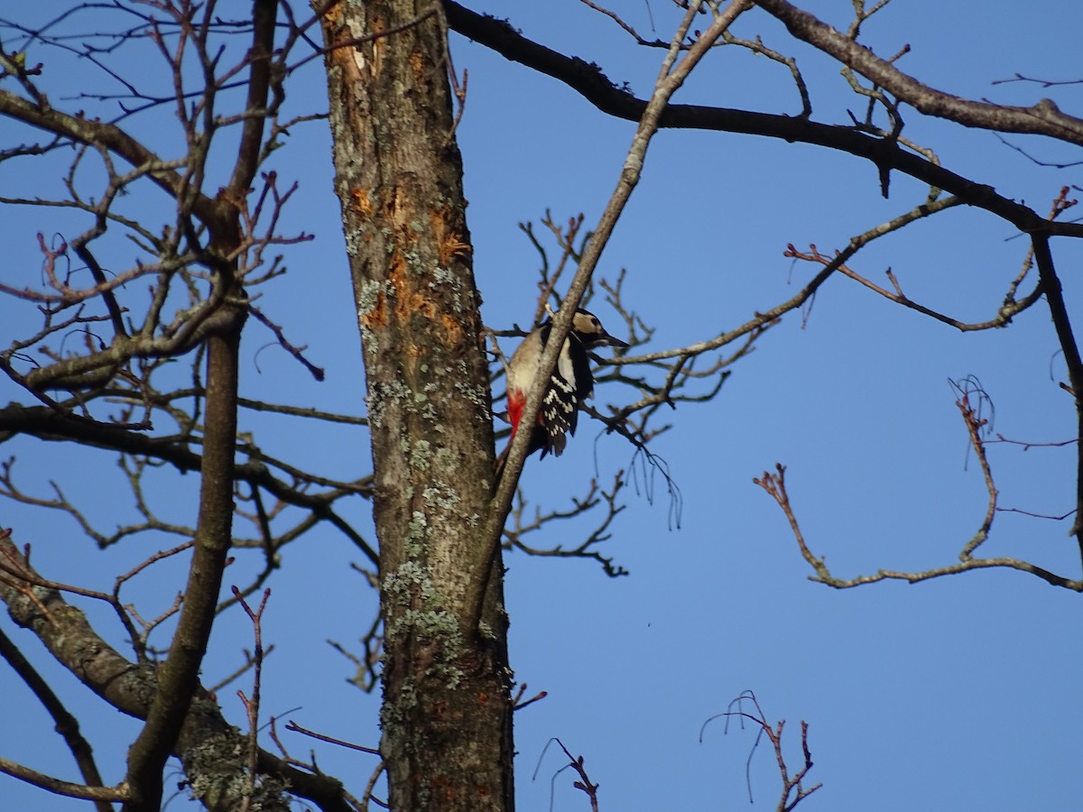 Great Spotted Woodpecker - ML616515644