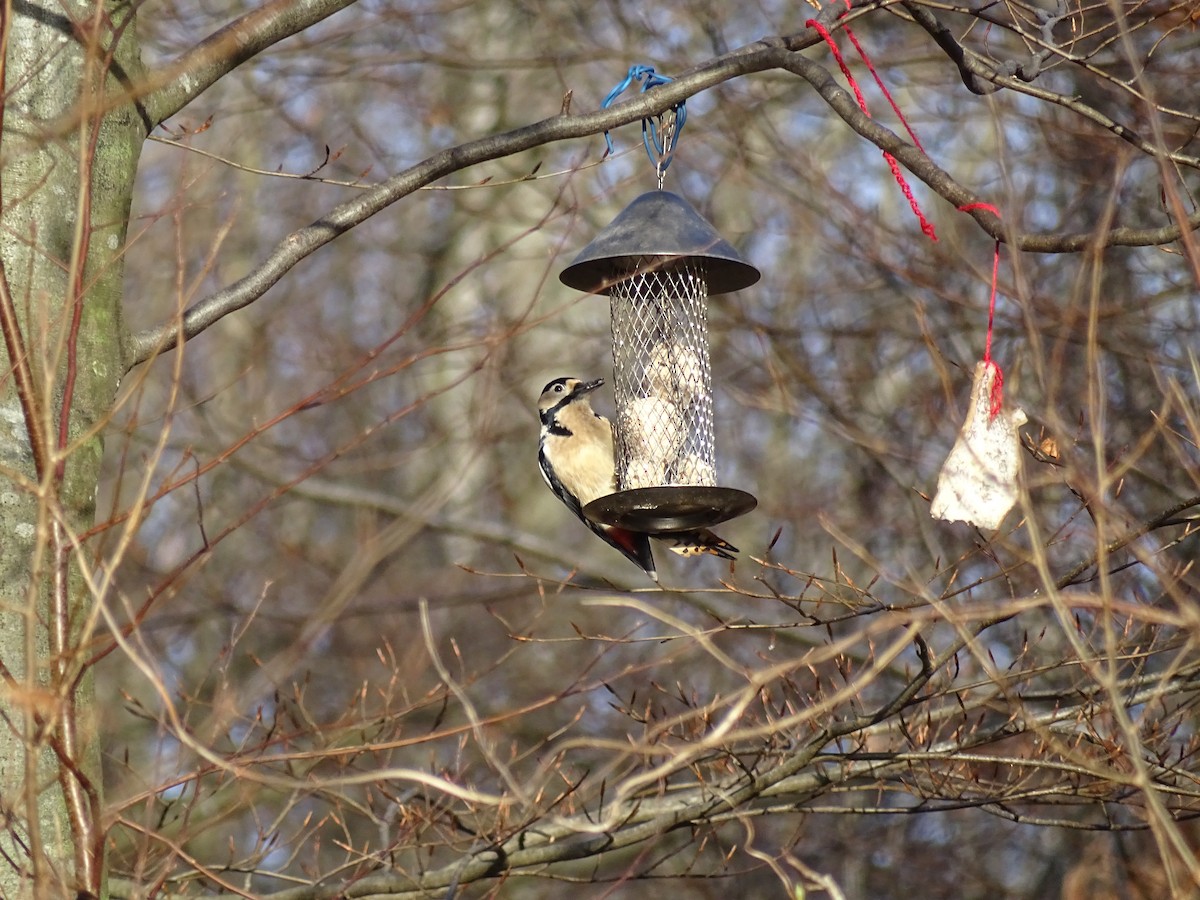 Great Spotted Woodpecker - ML616515647
