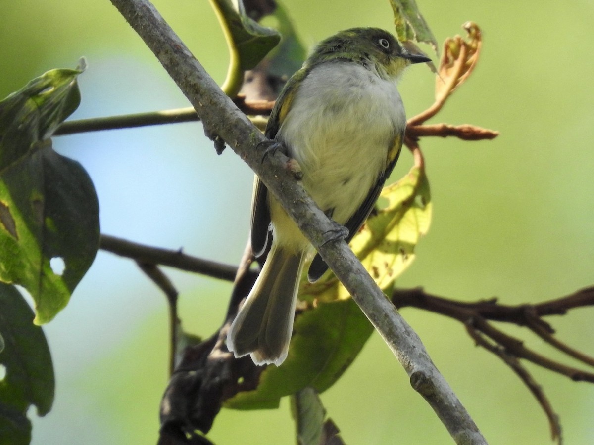 Bay-ringed Tyrannulet - ML616515829