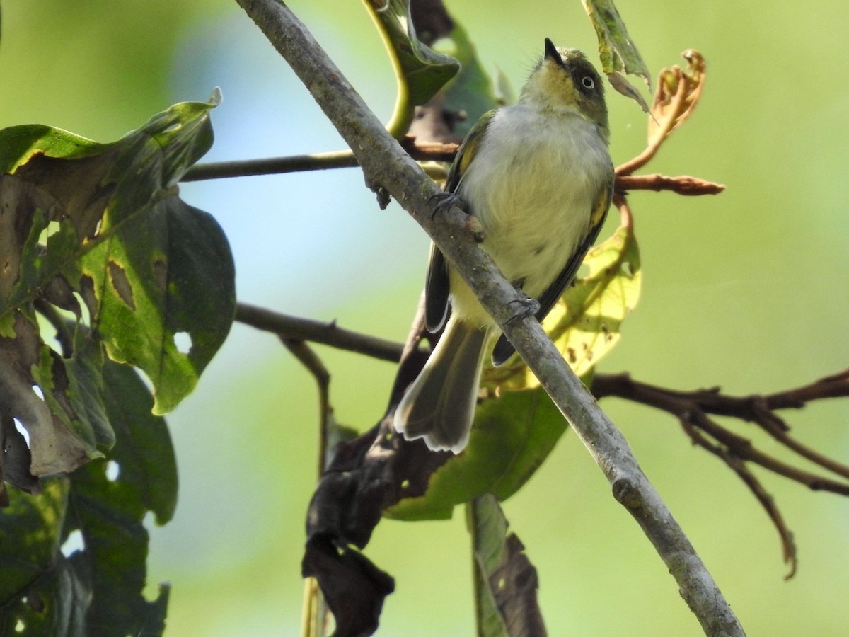 Bay-ringed Tyrannulet - ML616515830