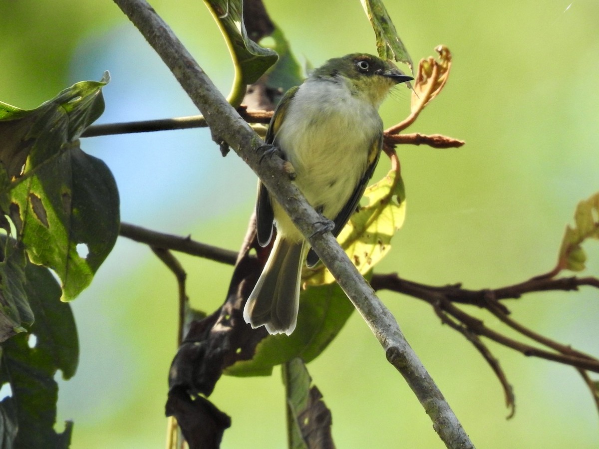 Bay-ringed Tyrannulet - ML616515832