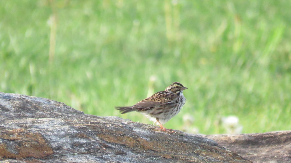 Savannah Sparrow - ML616515868