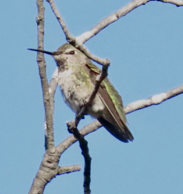 Anna's Hummingbird - ML616515875