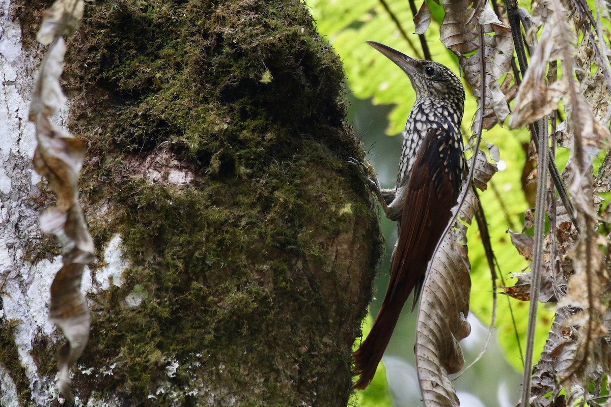 Black-striped Woodcreeper - Yury Shashenko