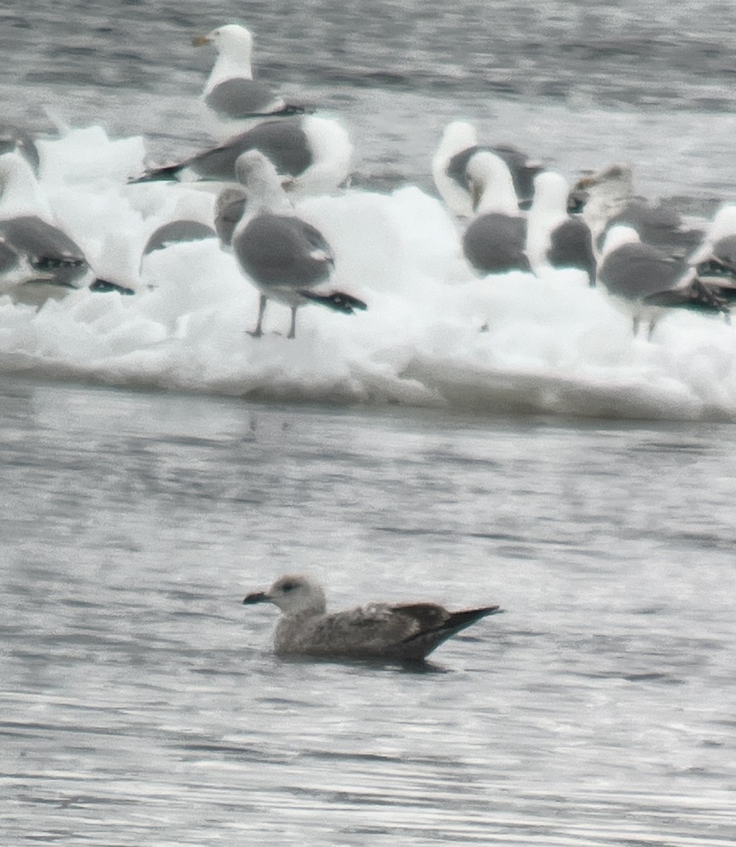 Gaviota Argéntea (americana) - ML616515942