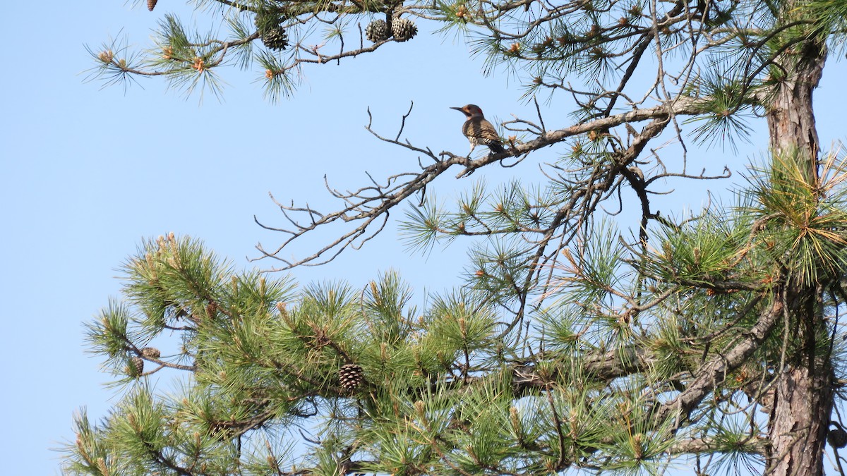 Northern Flicker - Abby Tuerke