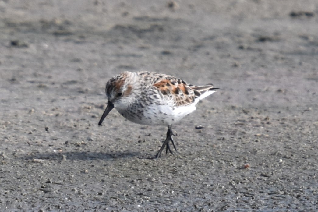 Western Sandpiper - ML616515961