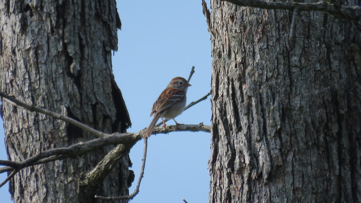 Field Sparrow - Abby Tuerke