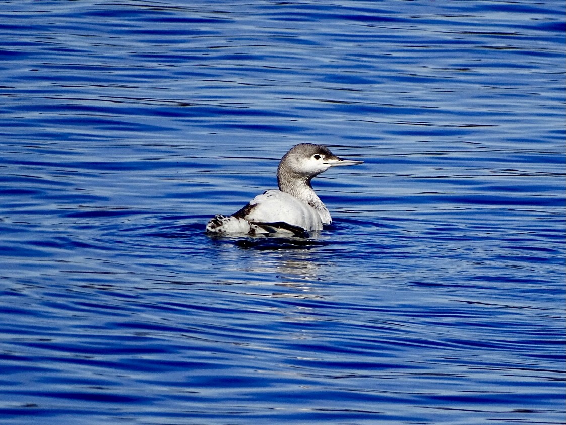 Red-throated Loon - ML616516015