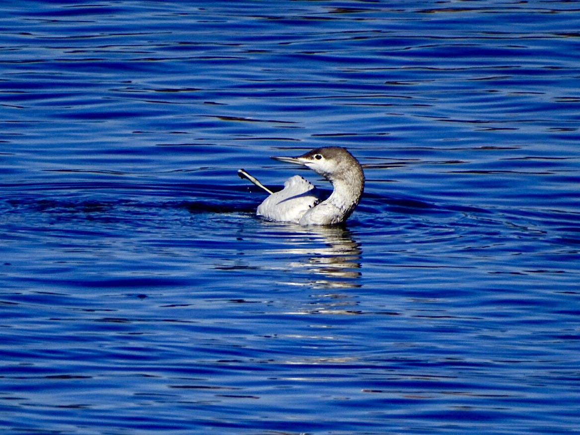 Red-throated Loon - ML616516016