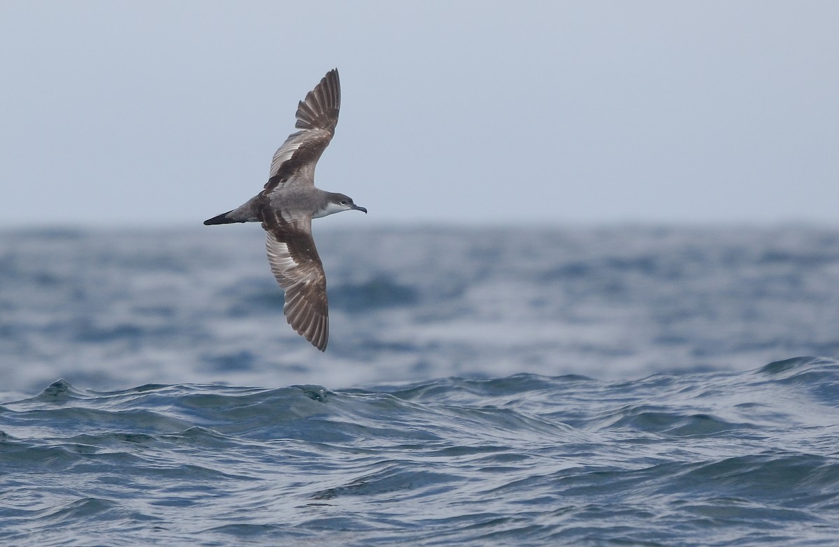 Buller's Shearwater - Pablo Gutiérrez Maier