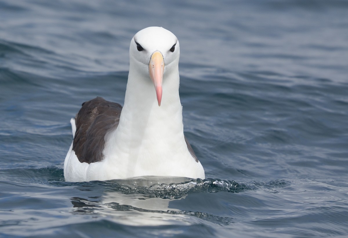 Black-browed Albatross - Pablo Gutiérrez Maier