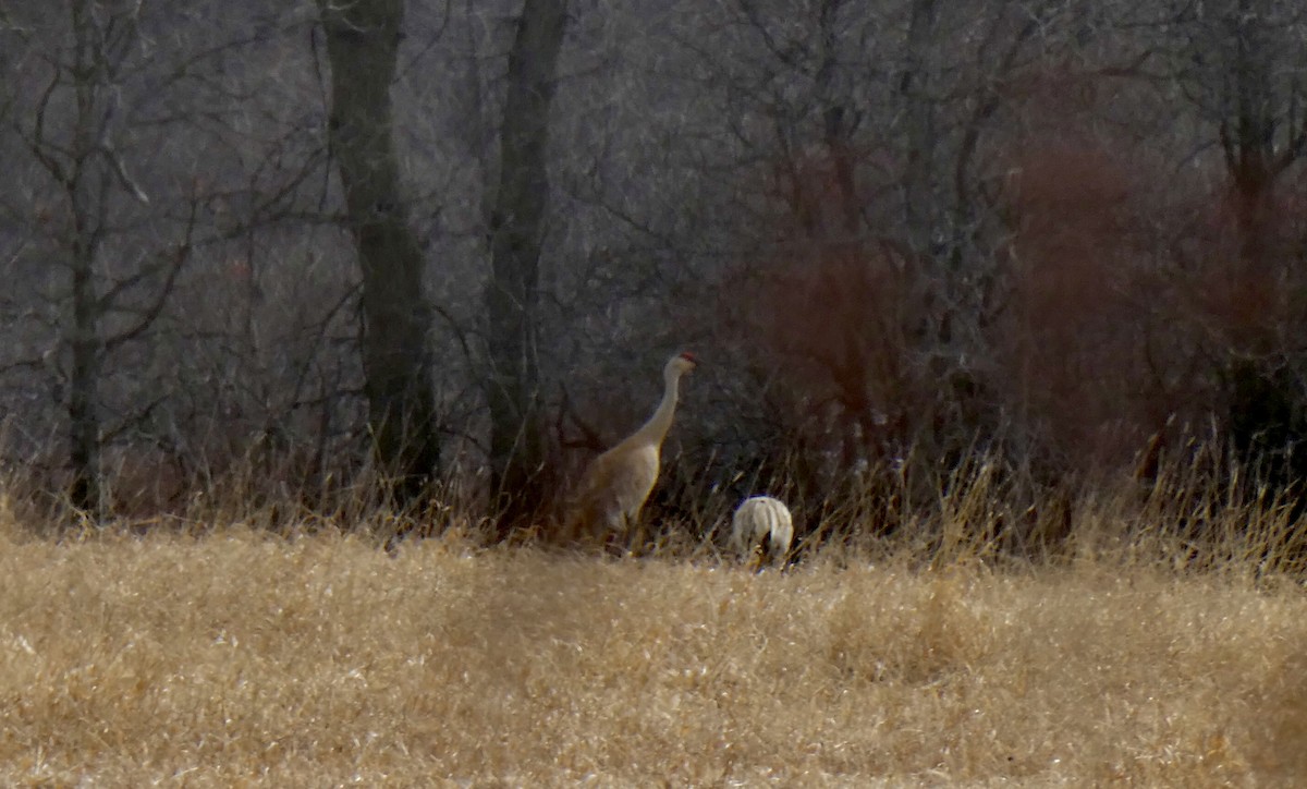 Sandhill Crane - ML616516071