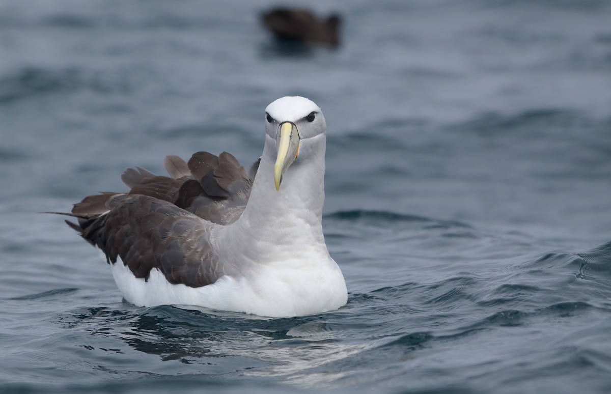 Salvin's Albatross - Pablo Gutiérrez Maier