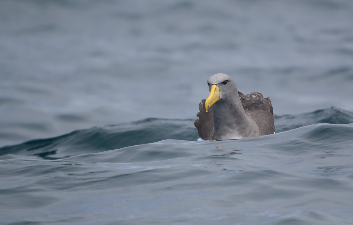 Chatham Albatross - ML616516089