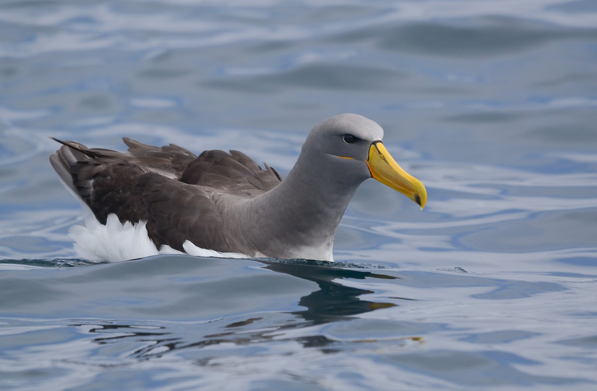 Albatros des Chatham - ML616516090