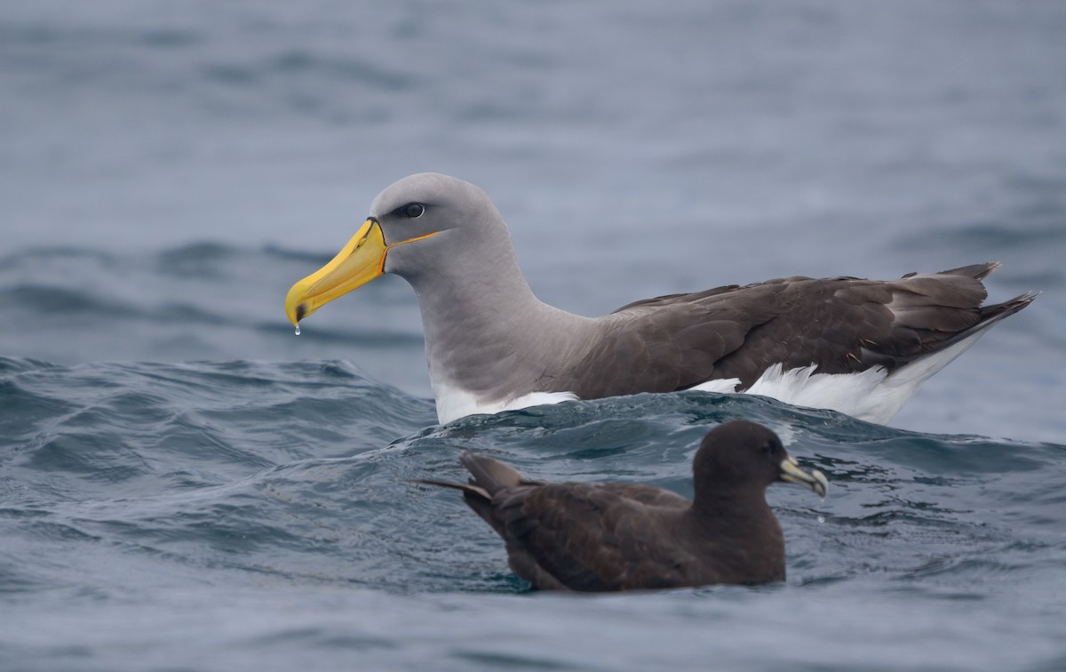 Chatham Albatross - ML616516091