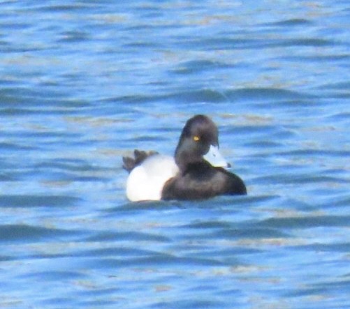 Lesser Scaup - ML616516101