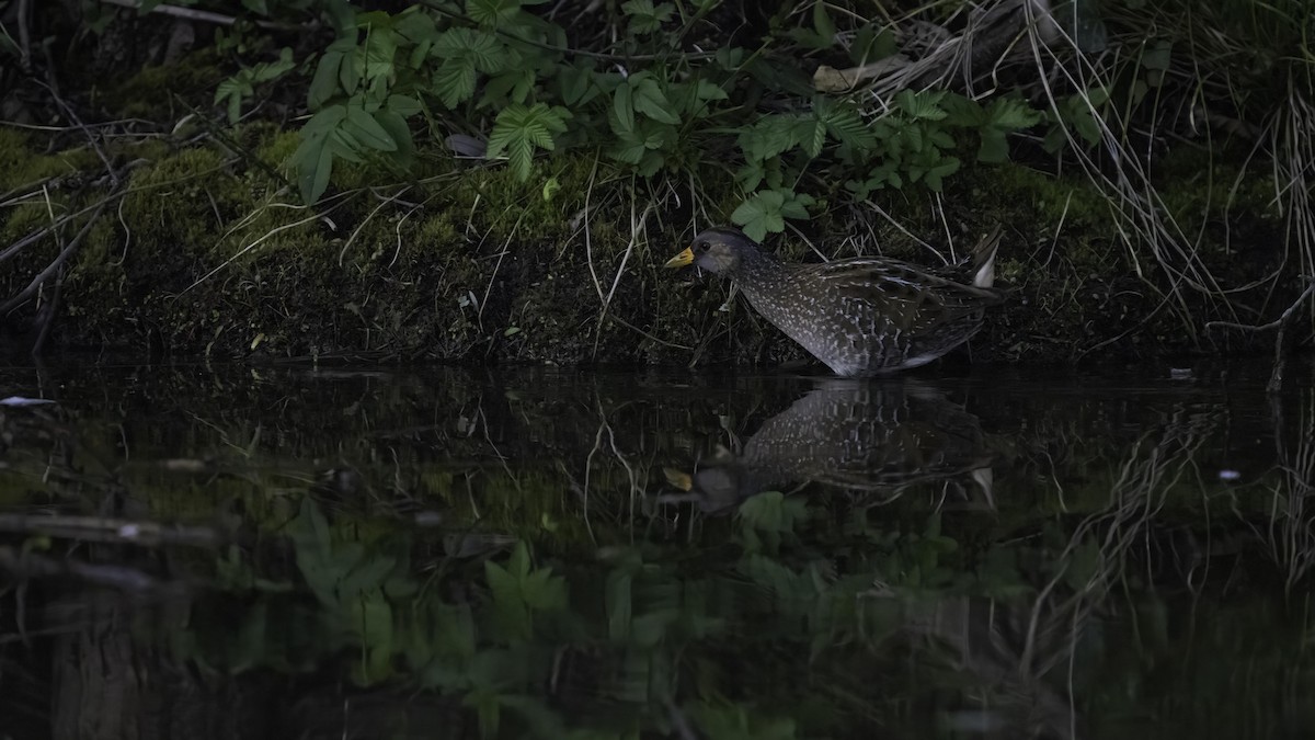 Spotted Crake - ML616516110