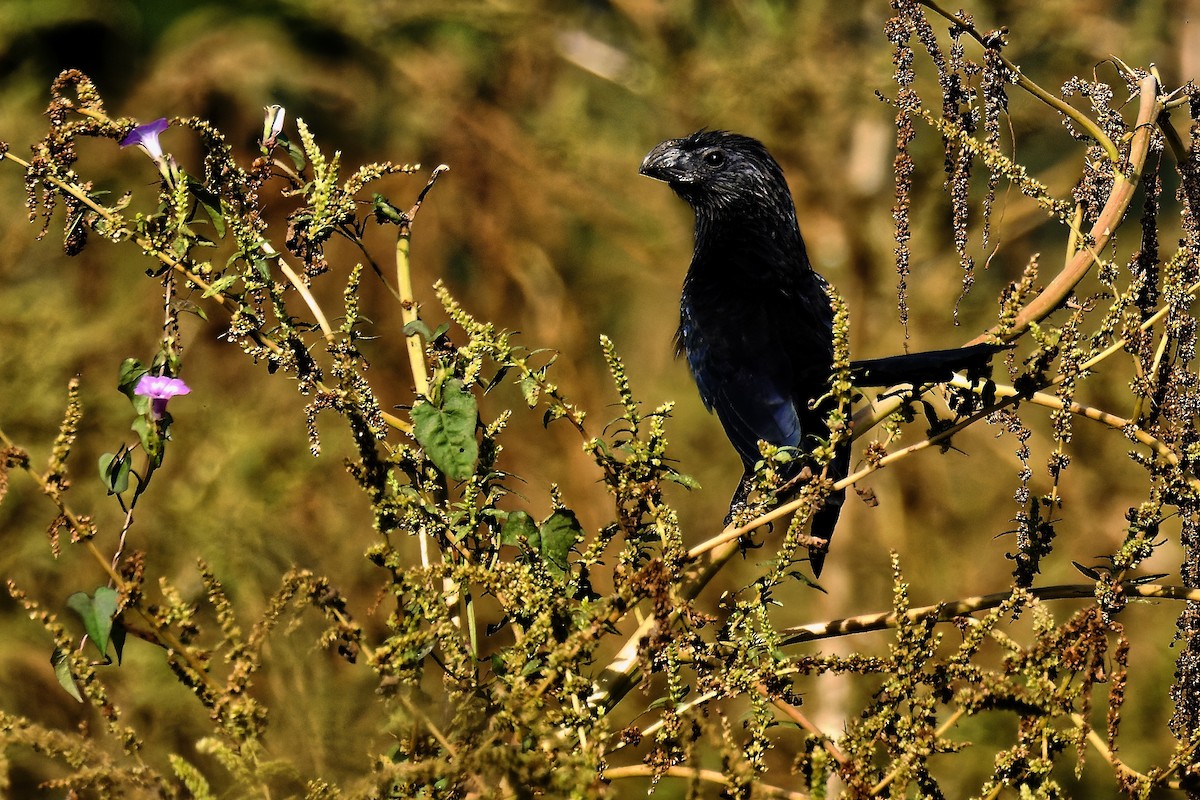 Groove-billed Ani - ML616516179