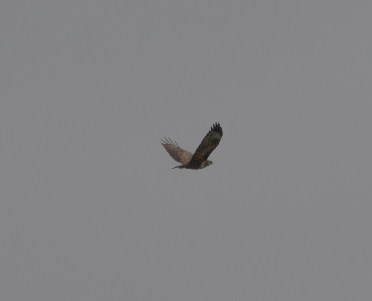 Common Buzzard (Azores) - Carlos Pereira