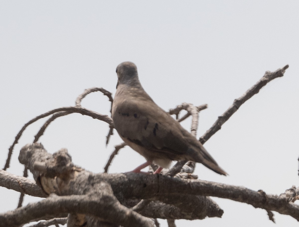 Plain-breasted Ground Dove - ML616516284