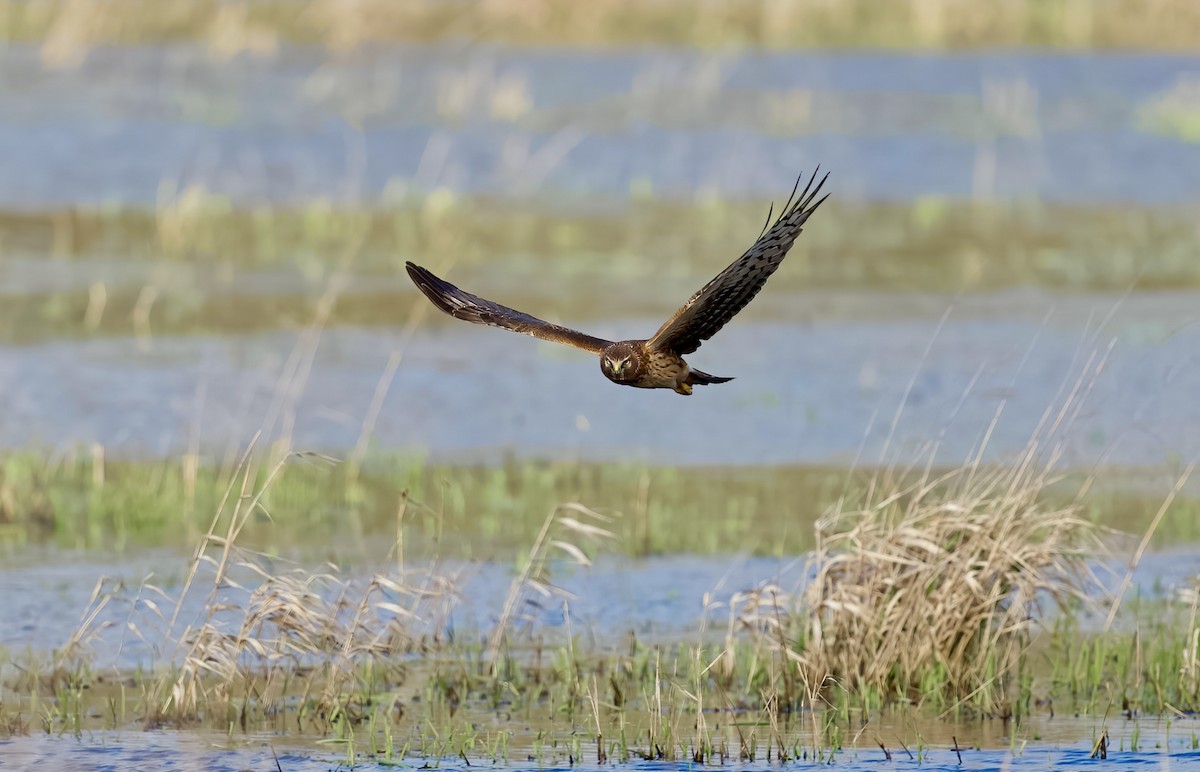 Northern Harrier - ML616516300