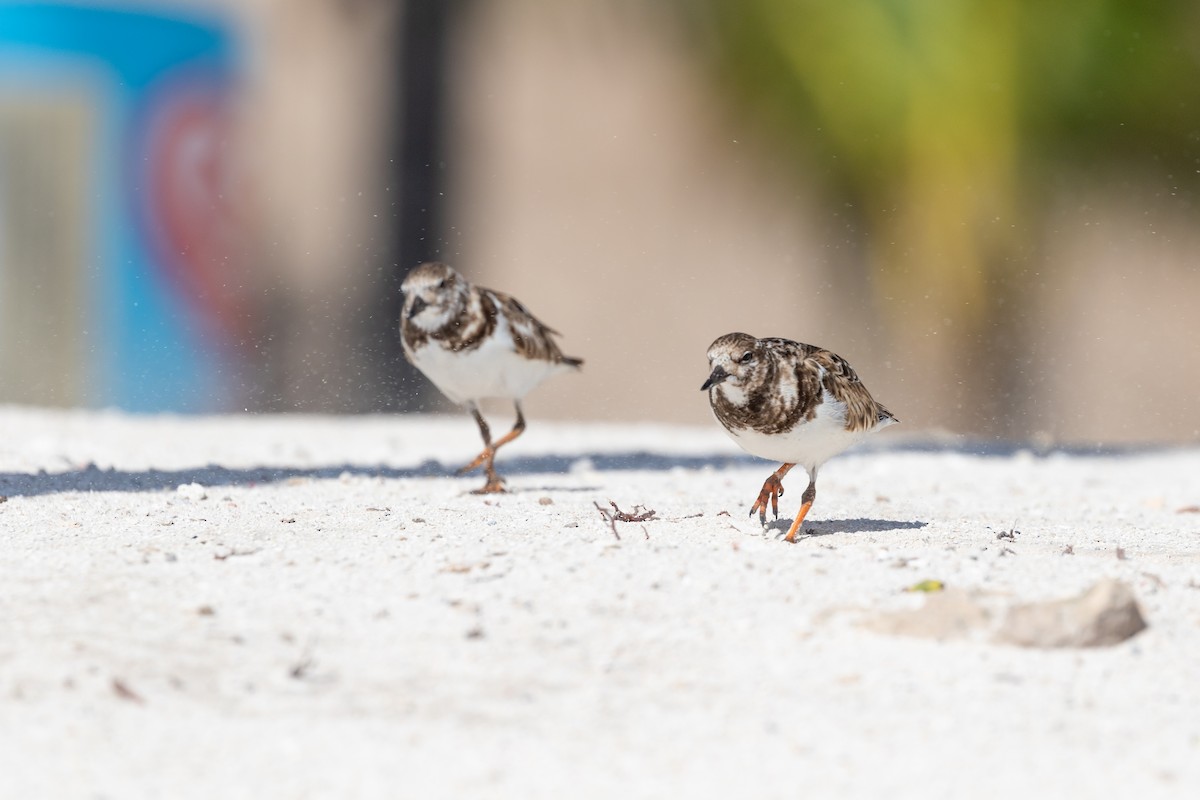 Ruddy Turnstone - ML616516305