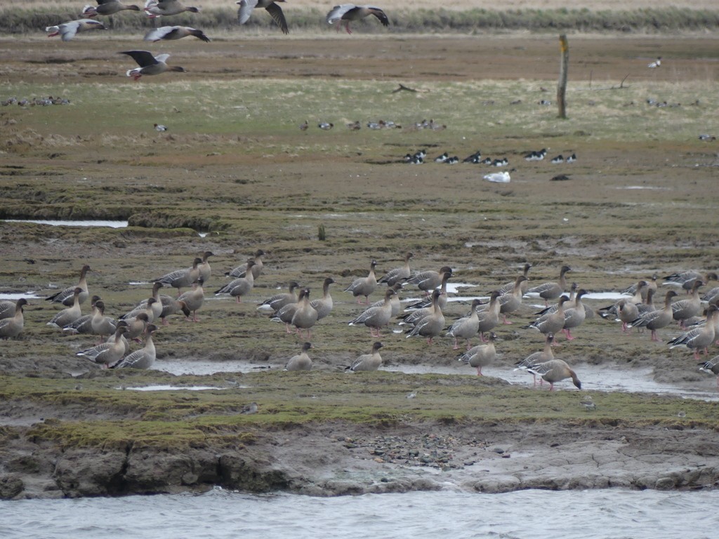 Pink-footed Goose - ML616516331