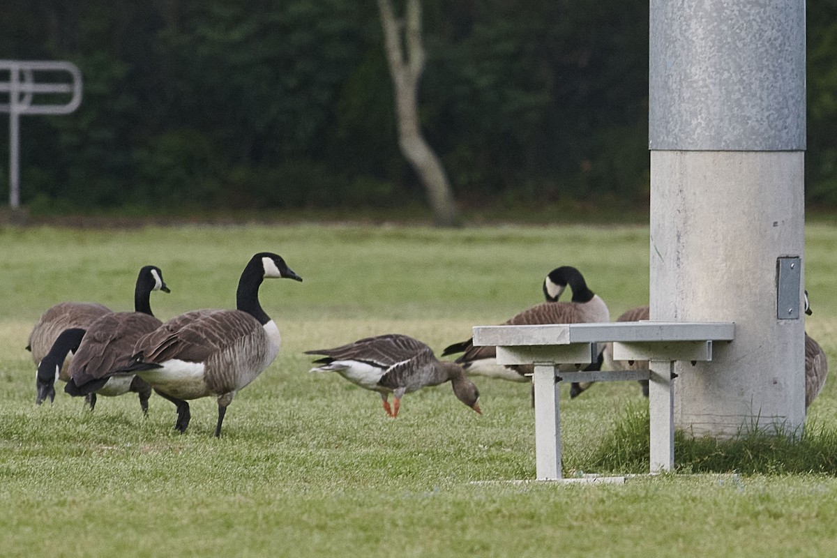 Greater White-fronted Goose - ML616516351