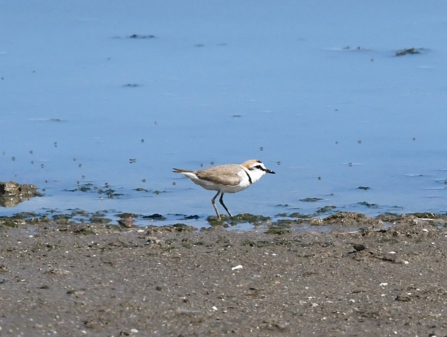 Kentish Plover - ML616516368