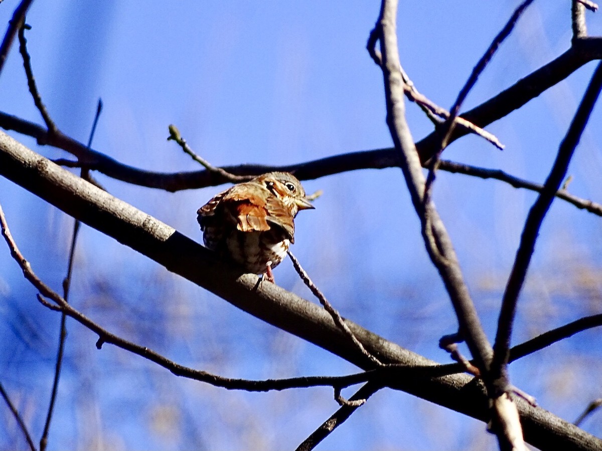 Fox Sparrow (Red) - ML616516410