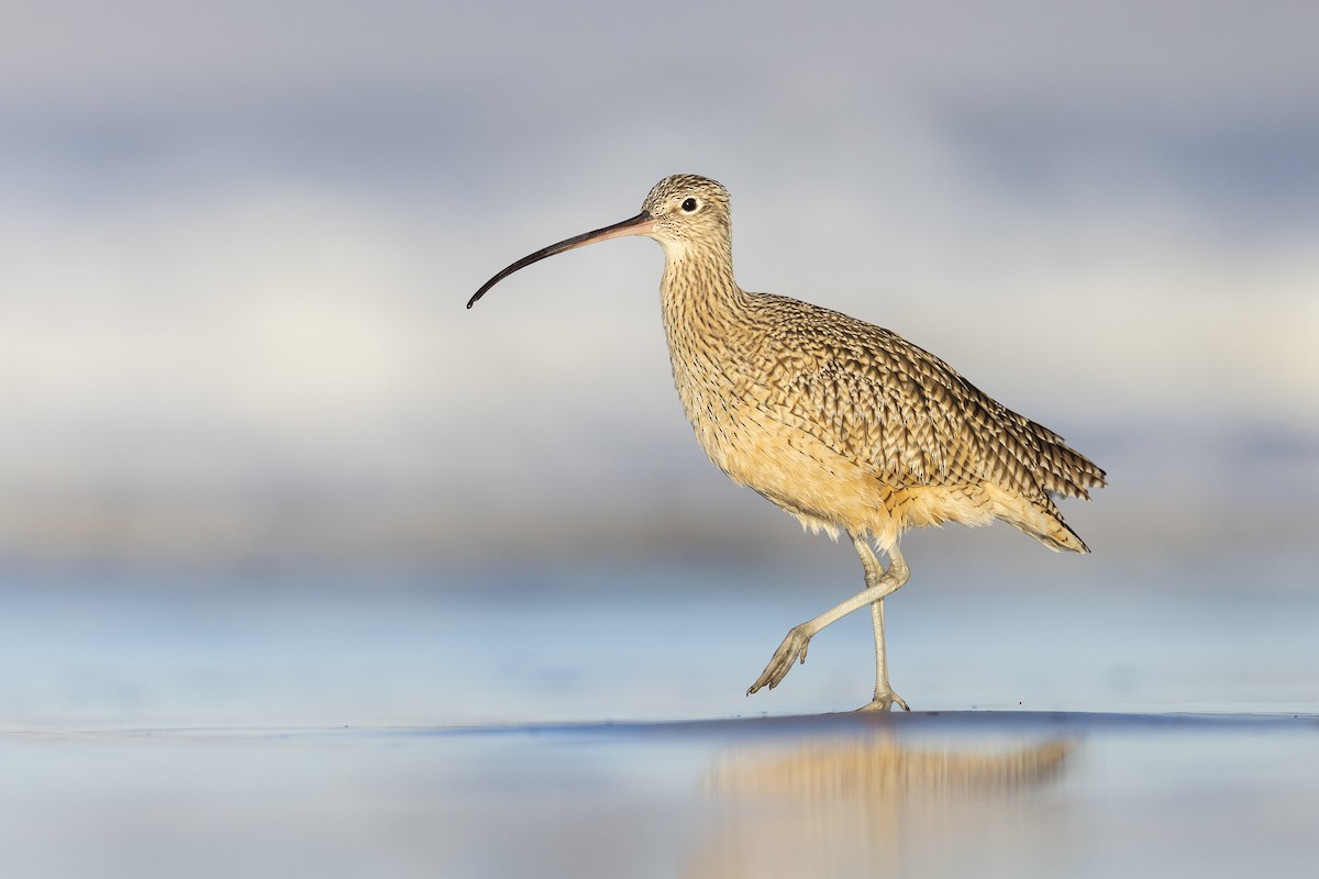 Long-billed Curlew - ML616516444