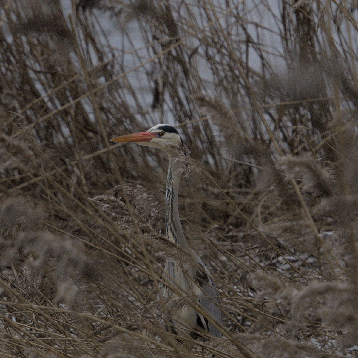 Gray Heron - ML616516451