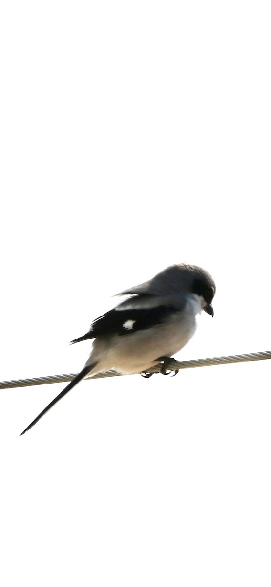 Pie-grièche migratrice - ML616516470