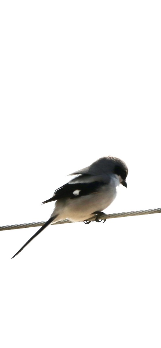 Loggerhead Shrike - ML616516470