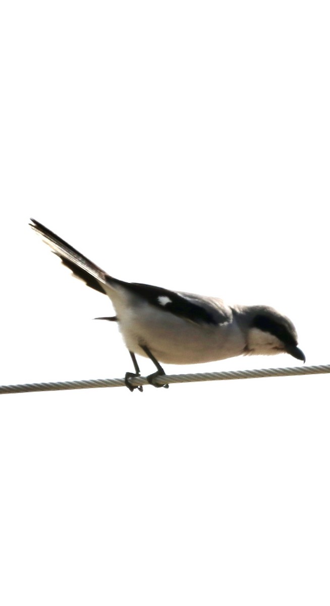 Pie-grièche migratrice - ML616516471