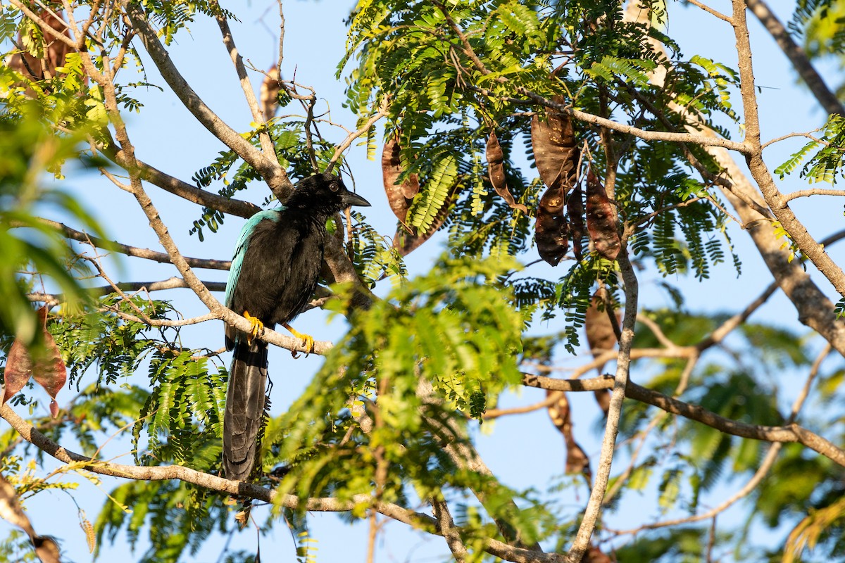 Yucatan Jay - Aaron Roberge
