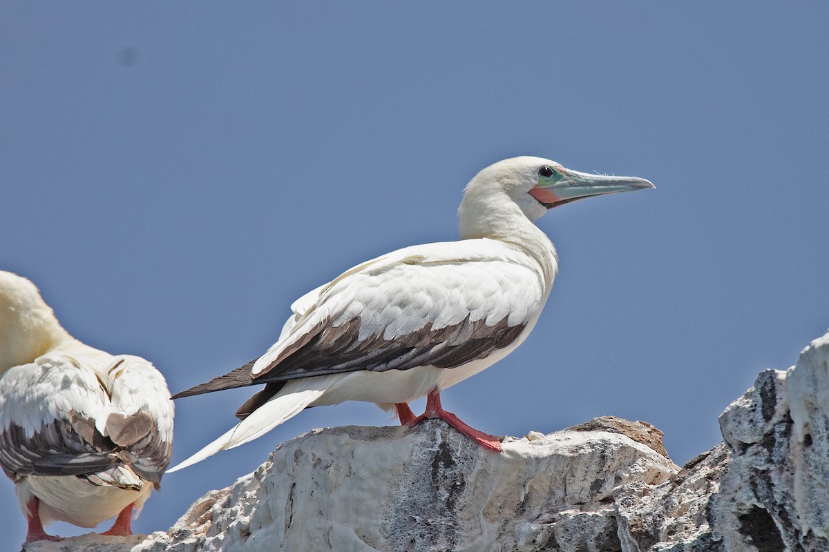 Red-footed Booby - Peter Zeller