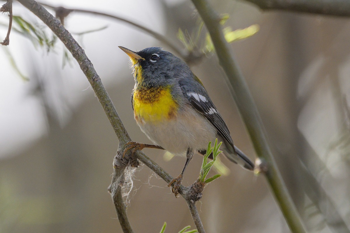 Northern Parula - ML616516498