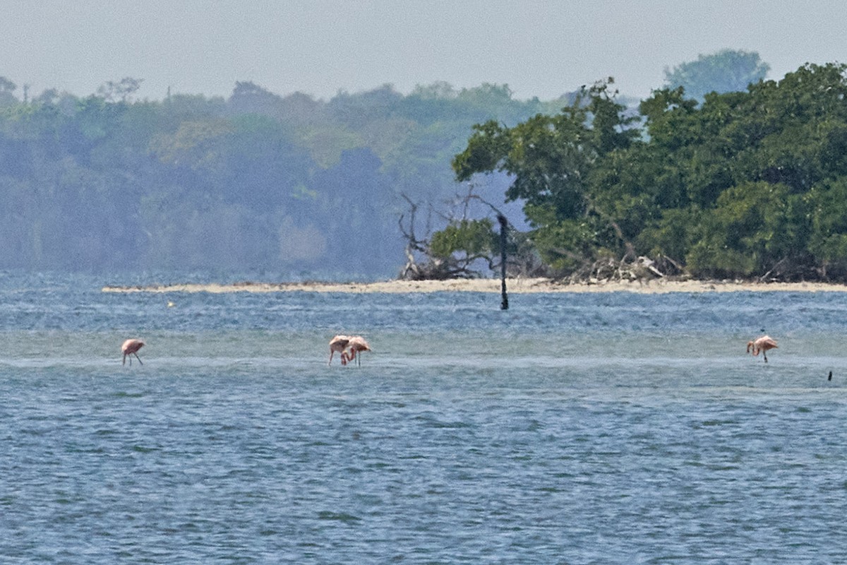 American Flamingo - ML616516499