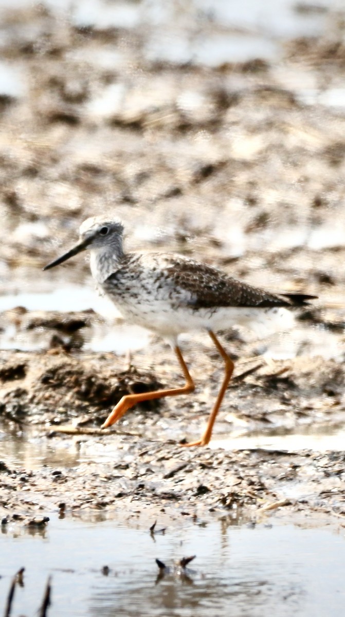 Greater Yellowlegs - ML616516501