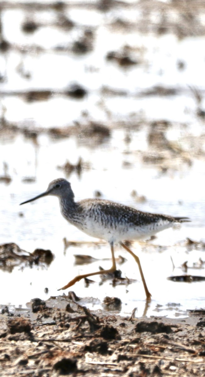 Greater Yellowlegs - ML616516502