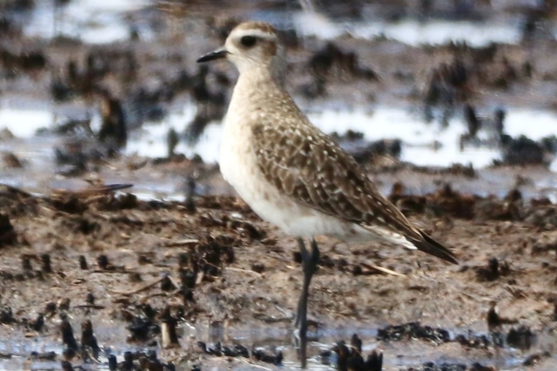 American Golden-Plover - ML616516550