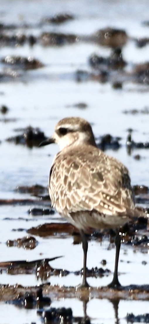 American Golden-Plover - ML616516551